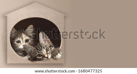 Two kittens peeking out of their house. Horizontal banner with copy space for advertising or design in beige colors