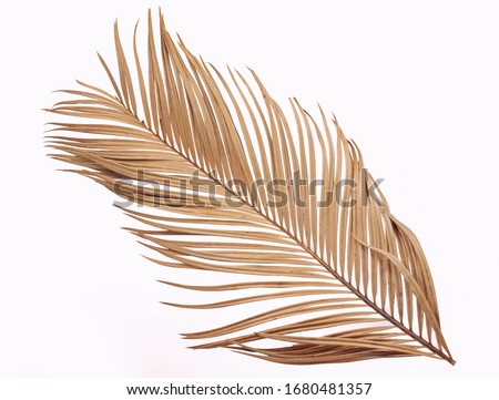 Tropical dry palm leaf isolated on white background Royalty-Free Stock Photo #1680481357