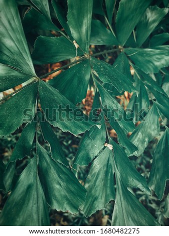 Beautiful of green tropical leaves
