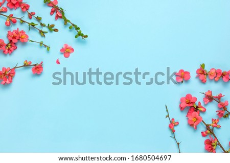 Springtime concept. Flat lay pink spring flowers on blue background top view Copy Space. Pink flowering branches. Summer bouquet lifestyle. Greeting card with delicate flowers floral background