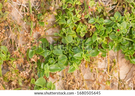 natural filled frame close up background wallpaper copy space  shot of an Aptenia Cordifolia (Baby Sun Rose) succulent vine on a dry yellow grass and beige wall background
