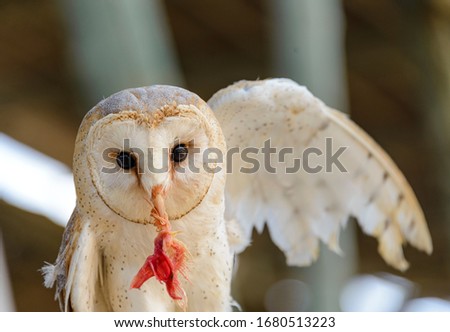 Wild white owl eating a piece of meat