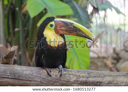 
Yellow-billed toucan on top of a tree branch