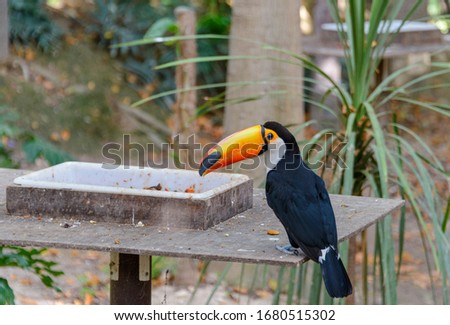 
Beautiful orange billed toucan perched