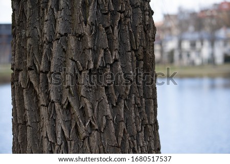 Europeans ash bark in spring