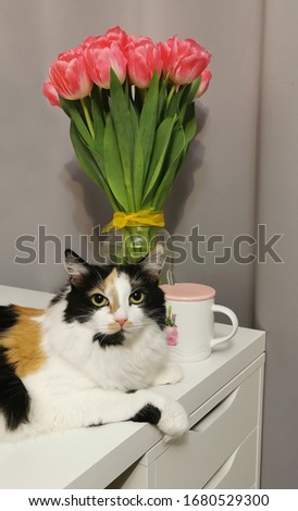 Tricolor cat lies on a table against the background of a bouquet of tulips and a gray background