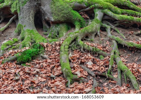 Amazing Forrest Roots. Lovely Nature Picture of an European Forest in Autumn Bavaria, Germany. Spooky and Creepy Atmosphere.
