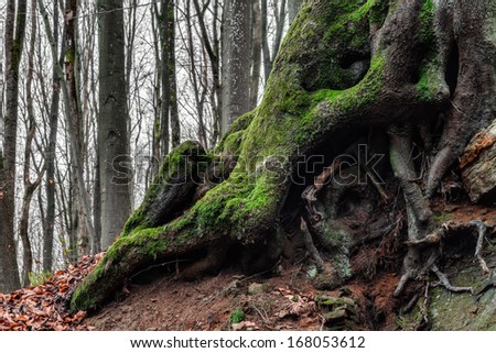 Amazing Forrest Roots. Lovely Nature Picture of an European Forest in Autumn Bavaria, Germany. Spooky and Creepy Atmosphere.