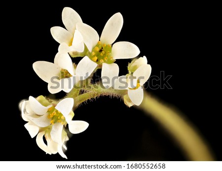 Micranthes virginiensis, Early saxifrage, Flower and plant Macro material on black background