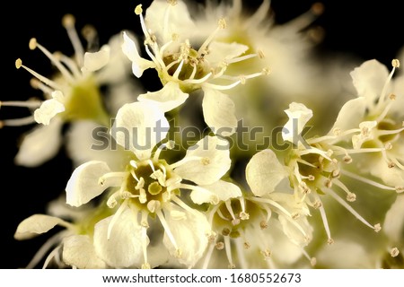 Prunus serotina,Wild or Black Cherry flrs, Flower and plant Macro material on black background