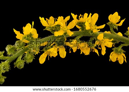 Agrimonia parviflora, Many-flowered Agrimony, Howard County, Flower and plant Macro material on black background