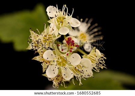 Physocarpus opulifolius Ninebark, flower inflorescence