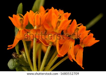 Orange in Saturation, Asclepias tuberosa, butterfly-weed or Pleurisy root