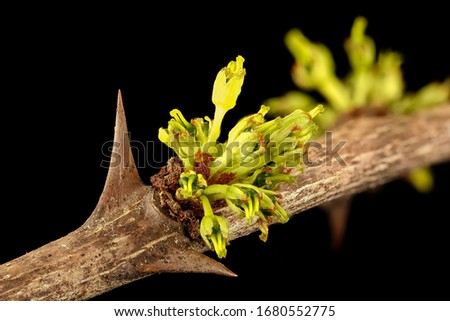 Zanthoxylum americanum , Prickly Ash, Flower and plant Macro material on black background