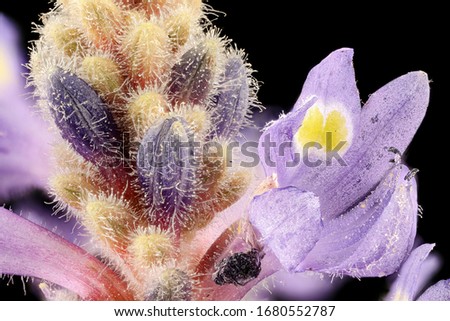 Pontederia cordata, Flower and plant Macro material on black background