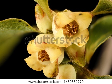 The male flowers of the local persimmon tree (Diospyros virginiana), Flower and plant Macro material on black background