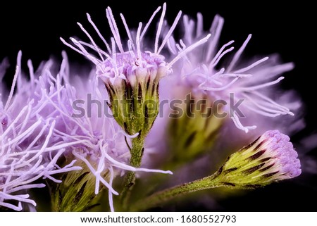 Conoclinium coelestinum, Mistflower, Flower and plant Macro material on black background
