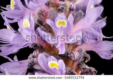 Pontederia cordata, Flower and plant Macro material on black background