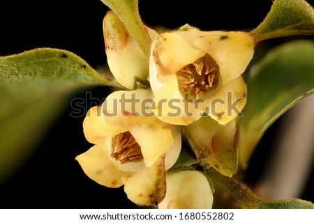 Diospyros virginiana, Persimmon staminate flower, Flower and plant Macro material on black background