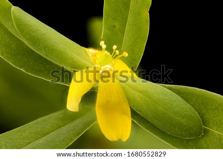 Hypericum hypericoides, Flower and plant Macro material on black background