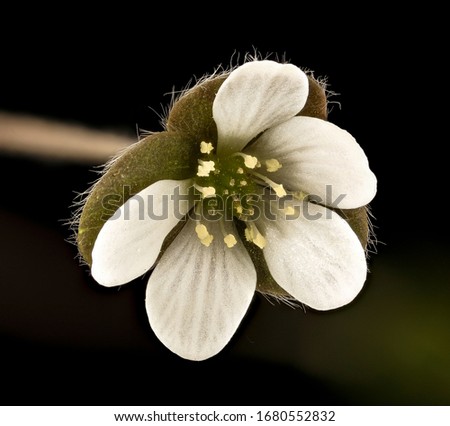 Hepatica nobilis var. obtusa, Roundlobe Hepatica, Flower and plant Macro material on black background