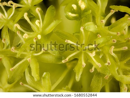 Smilax herbacea or psuedo-china inflorescence, Flower and plant Macro material on black background