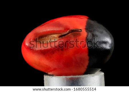 Black and Red Seed, Flower and plant Macro material on black background
