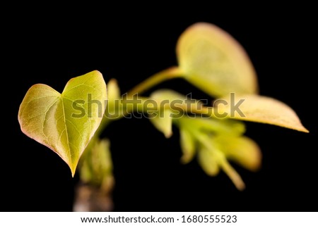Cercis canadensis, Redbud, Flower and plant Macro material on black background