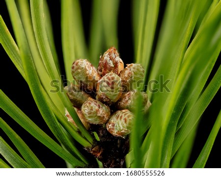 Pinus virginiana, microstrobilus, beltsville, Flower and plant Macro material on black background