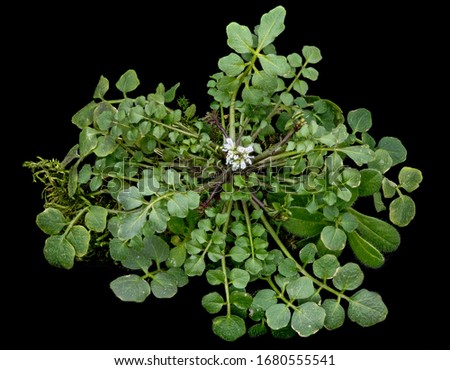 Cardamine hirsuta, Beltsville, Maryland, Flower and plant Macro material on black background
