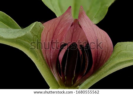 Trillium recurvatum, Prairie Trillium, Flower and plant Macro material on black background