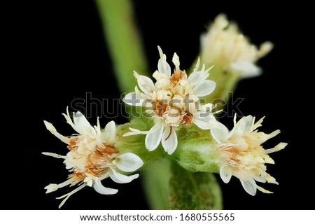 Solidago bicolor, White Goldenrod, Flower and plant Macro material on black background