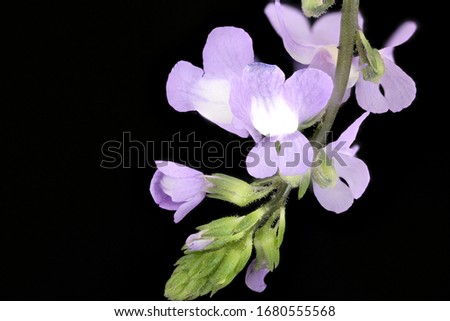 Nuttallanthus canadensis, Blue todflax, Flower and plant Macro material on black background