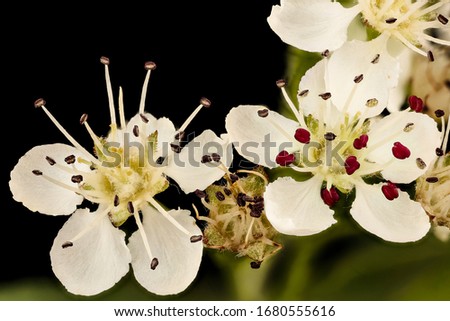 Aronia melanocarpa, Black Chokeberry, Flower and plant Macro material on black background