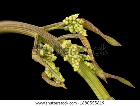 Wild Yam, Dioscorea villosa, Flower and plant Macro material on black background