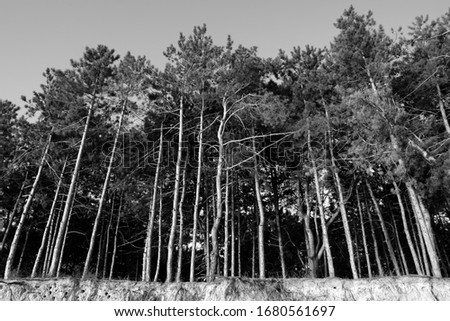 Many pines in the forest on the shore of the reservoir. Background of trees. Black and white photo