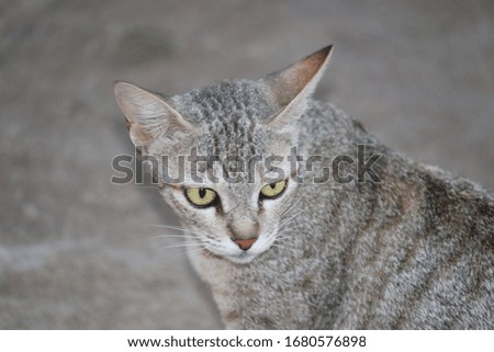 THIS IS A PHOTO OF WILD CAT