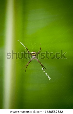 Beautiful indian spider hanging on silk net