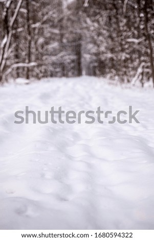 Winter snow day in forest 
