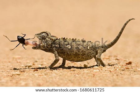 A lizard eating a black spider catching it with its tongue in the middle of a desert raising its tail and closing its eyes as the spider enters its mouth