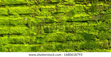 this picture is a brick wall that has been aged so that it grows moss, but it actually adds to the impression of its own beauty, this picture is very suitable as a background