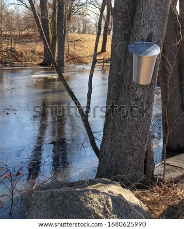Maple syrup tapping outdoor scene with aluminum buckets hanging on trees. Canadian / US tradition.