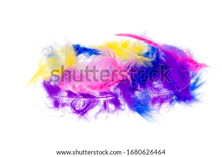 Decorative multi-colored feathers isolated on white background. Studio Photo