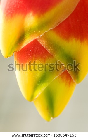 Macro photography Hliconia, Hliconia It is a tropical tree, Heliconia is a bouquet of eye-catching and colorful.