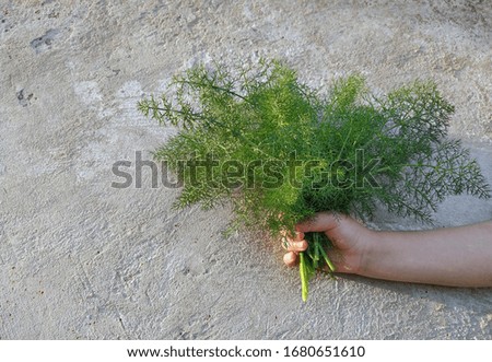 Bunch of greenery in hand on a gray background. Copy space. 