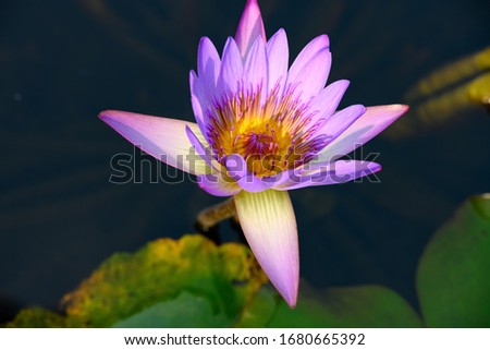 beautiful lilac and yellow water lily on the pond