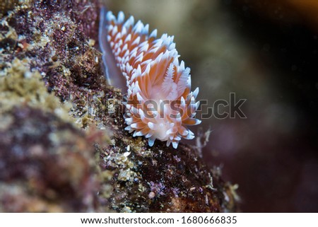 Cape silvertip nudibranch (Janolus capensis) on the reef facing the camera.