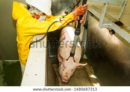 A pig is stunned with an electrical shock by workers in a slaughterhouse before being sacrificed for human consumption, causing pain and hurt. Royalty-Free Stock Photo #1680687313