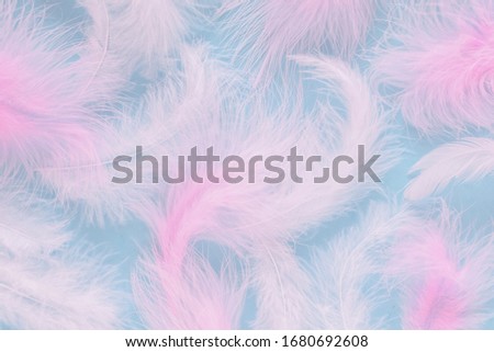 Colorful pink feathers on a blue background
