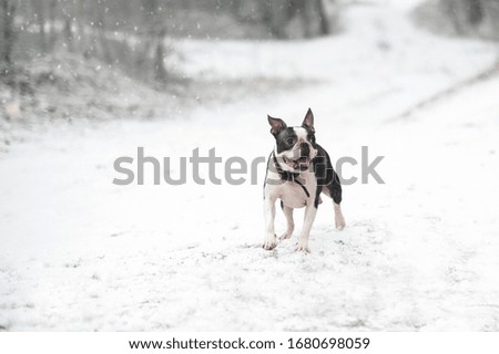 A cheerful and happy dog of the Boston Terrier breed on a walk in the winter forest.